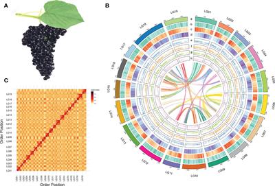 Chromosome-scale genomics, metabolomics, and transcriptomics provide insight into the synthesis and regulation of phenols in Vitis adenoclada grapes